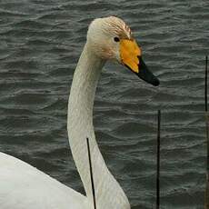 Cygne chanteur