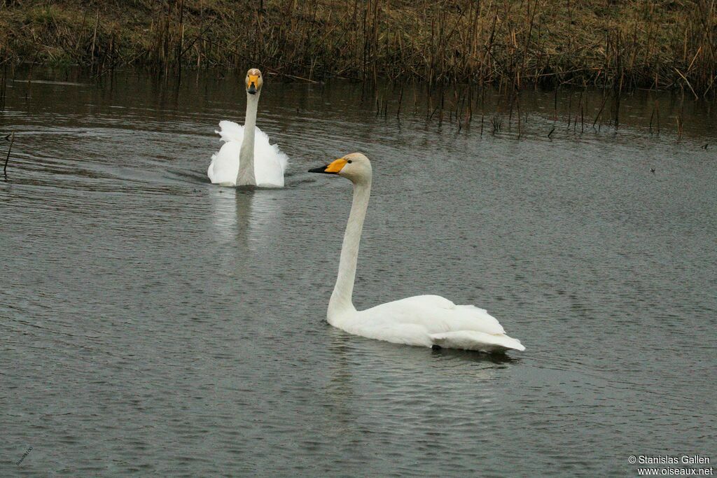 Cygne chanteuradulte, nage