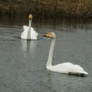 Whooper Swan