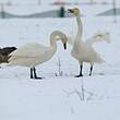 Cygne chanteur
