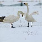 Cygne chanteur