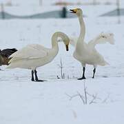 Cygne chanteur