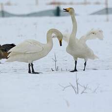 Cygne chanteur