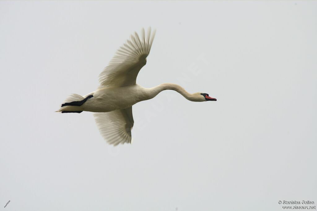 Mute Swanadult, Flight