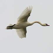 Mute Swan