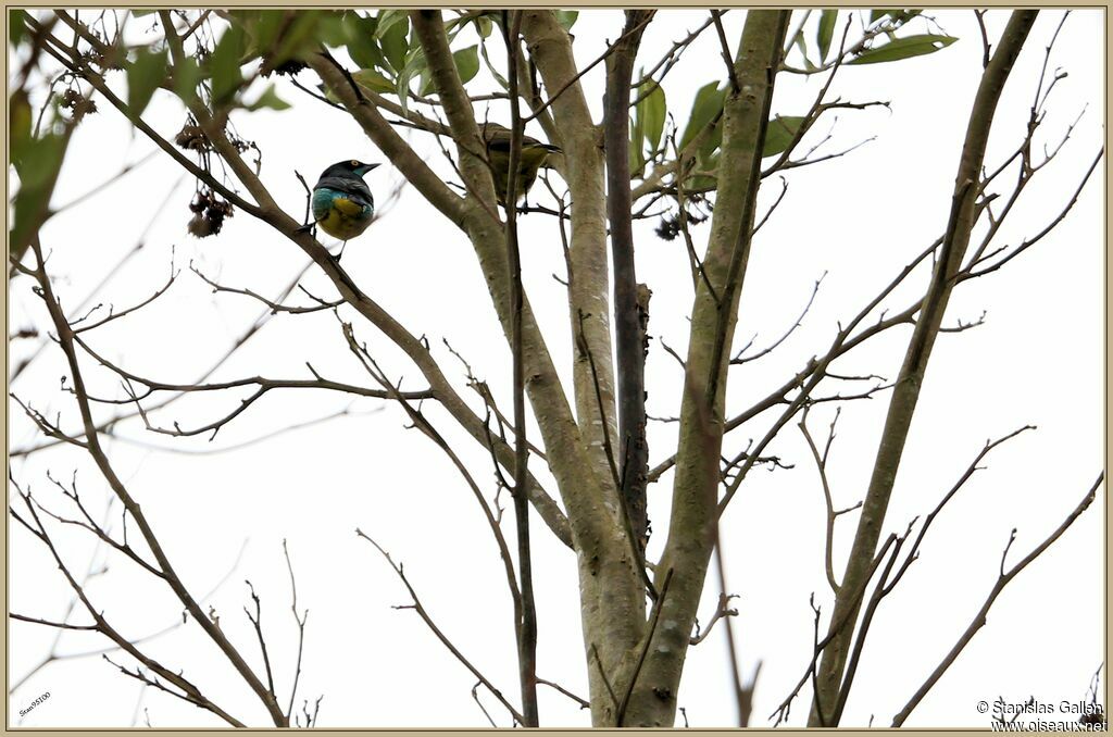 Black-faced Dacnis male adult breeding