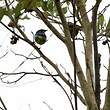 Dacnis à coiffe bleue