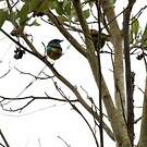 Dacnis à coiffe bleue
