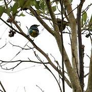 Black-faced Dacnis