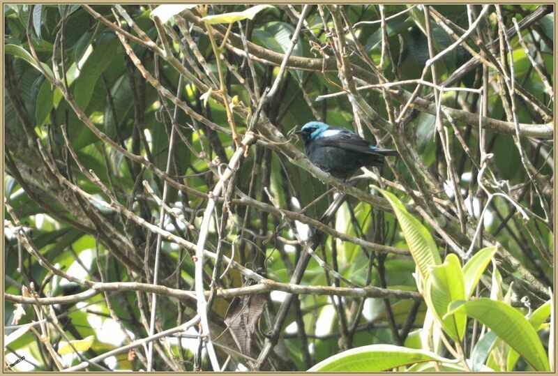 Scarlet-thighed Dacnis male