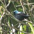 Dacnis à cuisses rouges