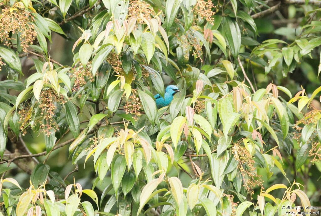 Dacnis bleuadulte nuptial