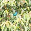 Dacnis bleu