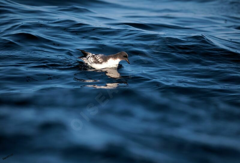 Cape Petreladult, swimming