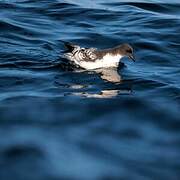 Cape Petrel