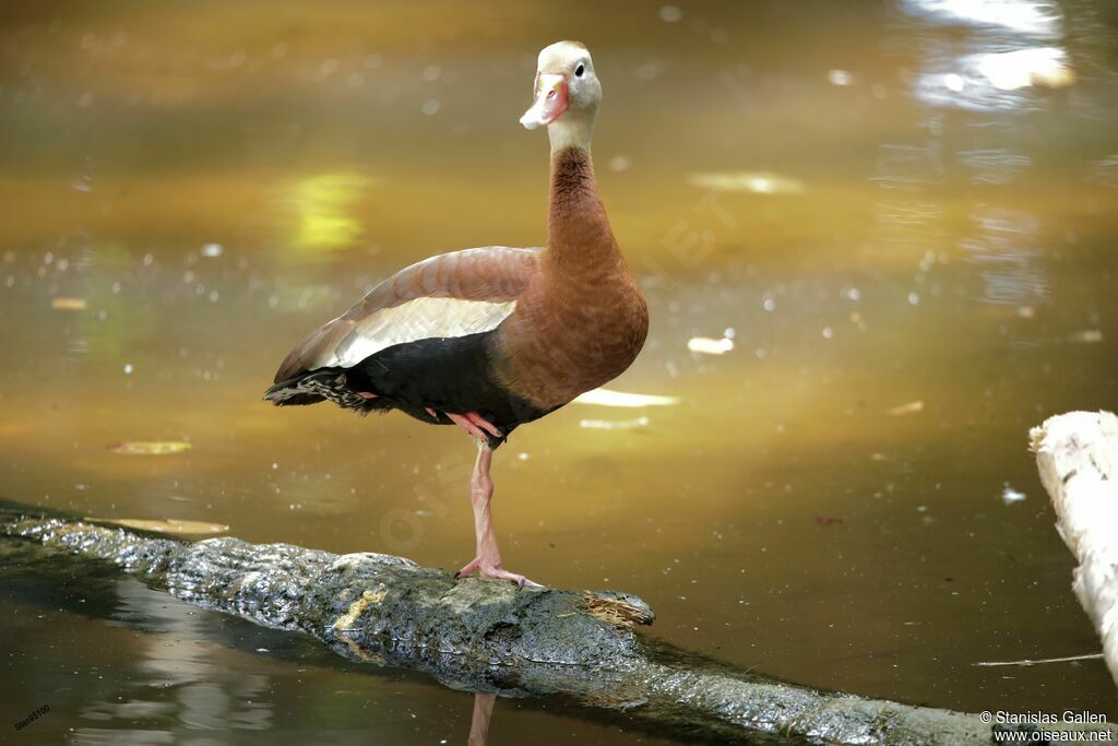 Dendrocygne à ventre noir mâle adulte, portrait