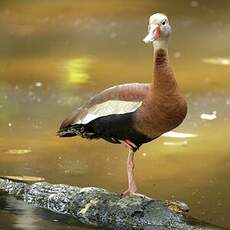 Dendrocygne à ventre noir