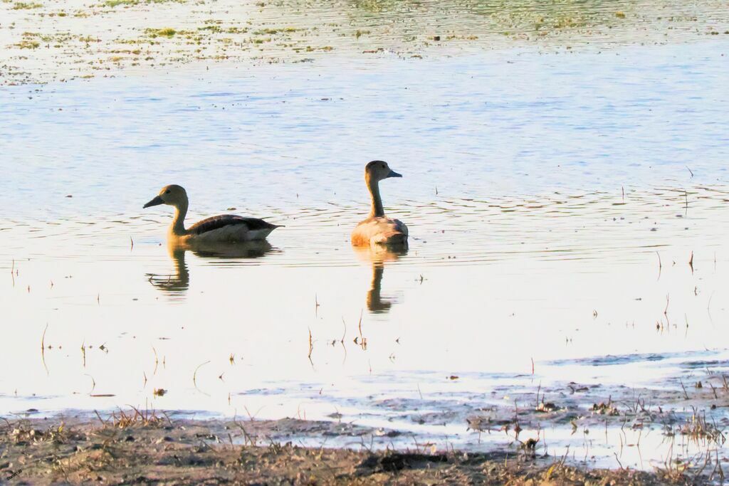 Lesser Whistling Duckadult