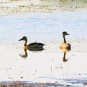 Lesser Whistling Duck