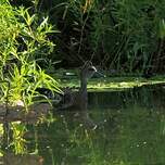 Dendrocygne tacheté