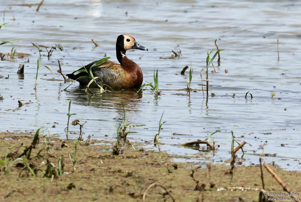 White-faced Whistling Duckadult