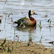 White-faced Whistling Duck