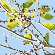 Thick-billed Flowerpecker