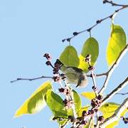 Thick-billed Flowerpecker