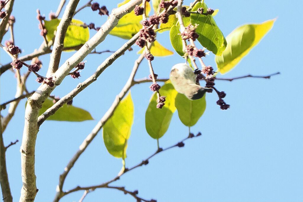 Thick-billed Flowerpeckeradult