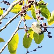 Thick-billed Flowerpecker