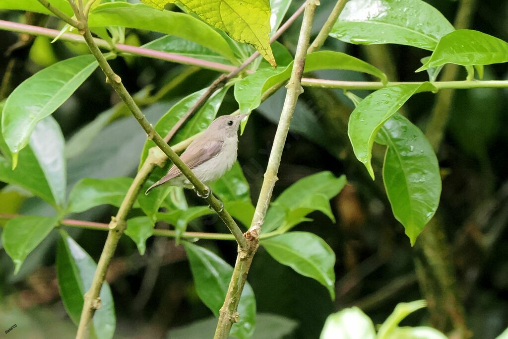 Pale-billed Flowerpeckeradult