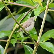 Pale-billed Flowerpecker