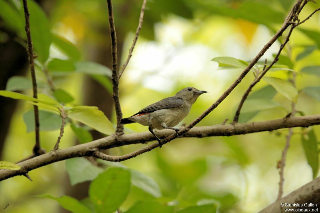 Scarlet-backed Flowerpeckeradult transition