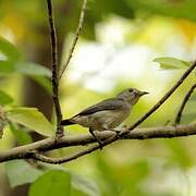 Scarlet-backed Flowerpecker