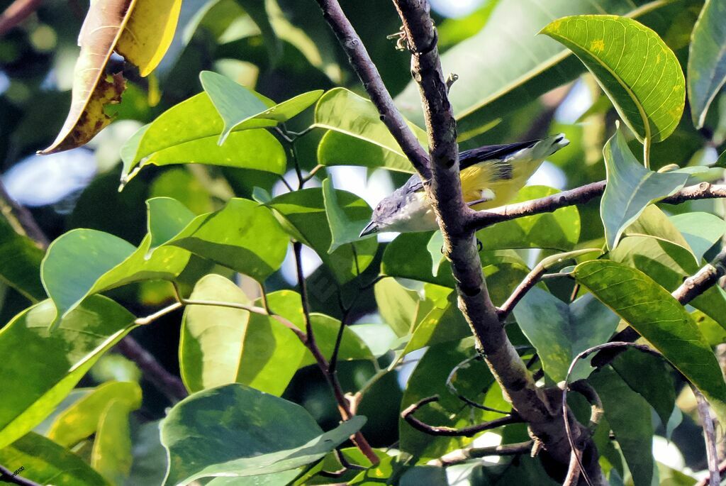 Legge's Flowerpecker male adult