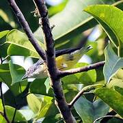 Legge's Flowerpecker