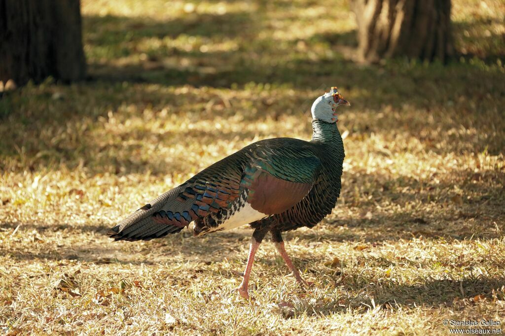 Ocellated Turkeyadult breeding, walking