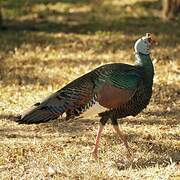 Ocellated Turkey