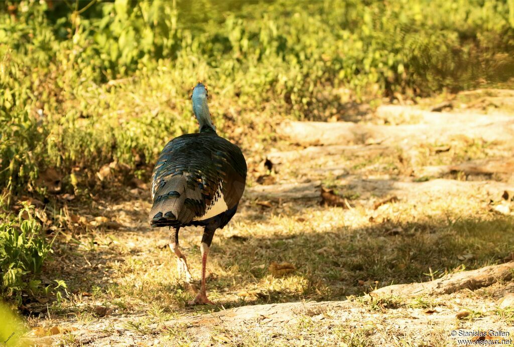 Ocellated Turkeyadult breeding, walking