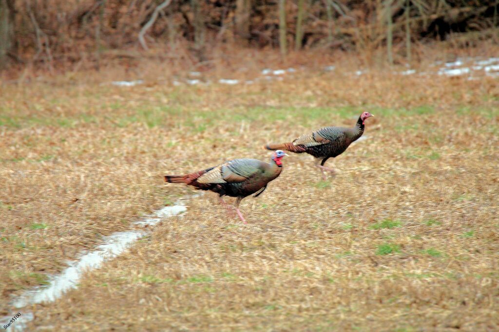 Wild Turkeyadult transition