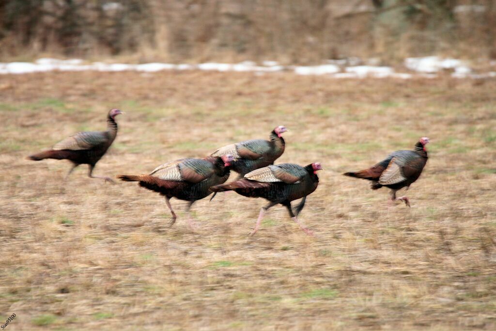 Wild Turkeyadult transition, walking