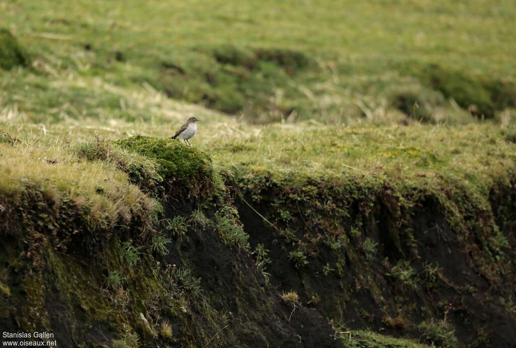 Dormilon à grands sourcilsadulte, habitat