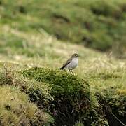 Paramo Ground Tyrant