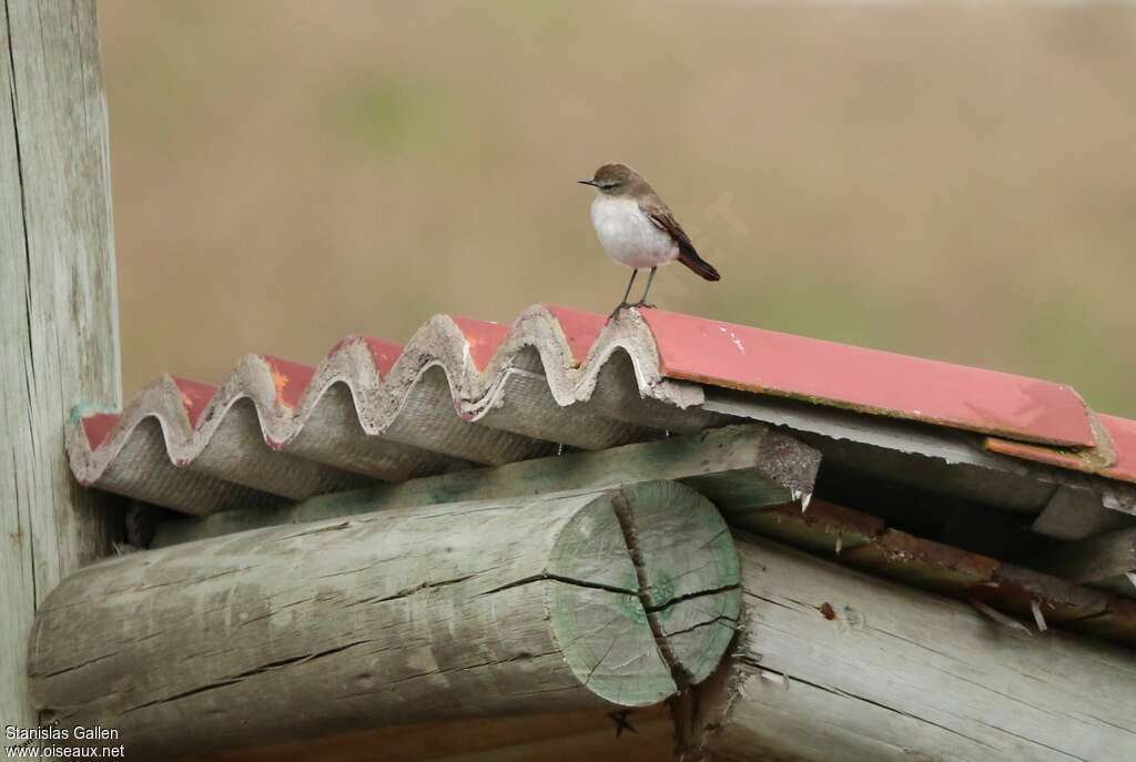 Paramo Ground Tyrant, Behaviour