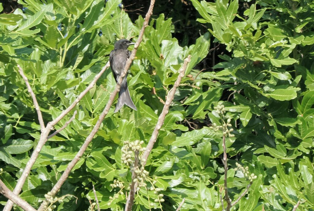 Drongo à ventre blanc mâle adulte