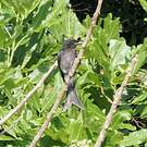 Drongo à ventre blanc