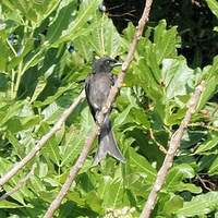 Drongo à ventre blanc