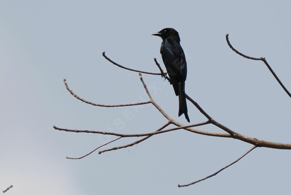 Drongo brillantadulte