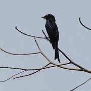 Fork-tailed Drongo