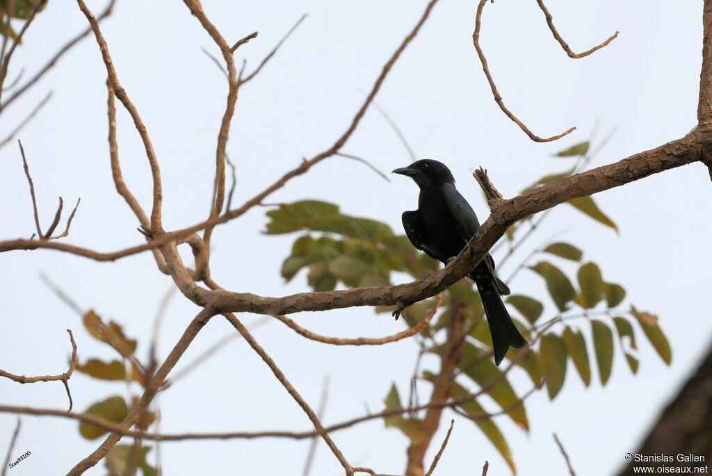 Fork-tailed Drongo male adult